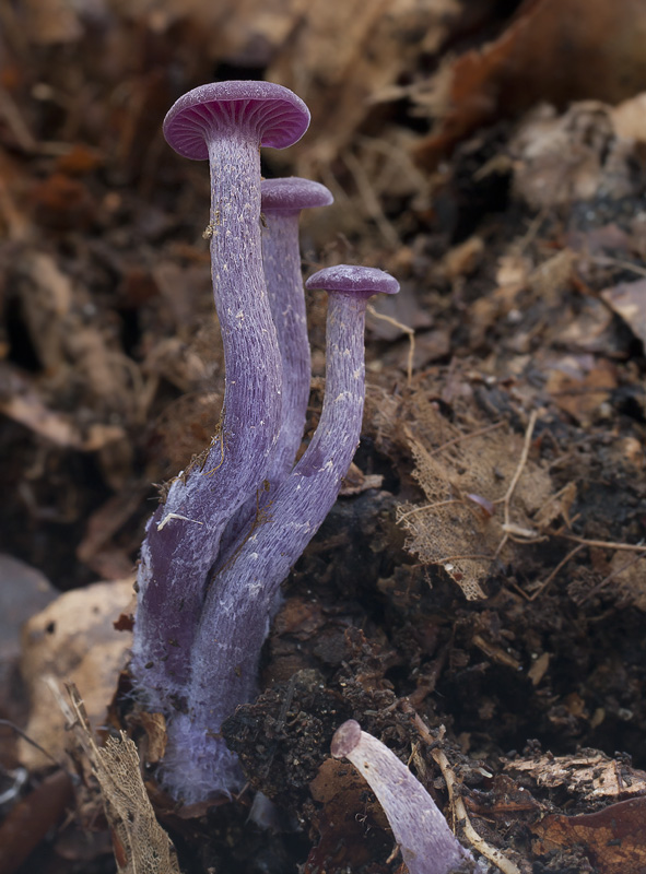 Laccaria amethystina